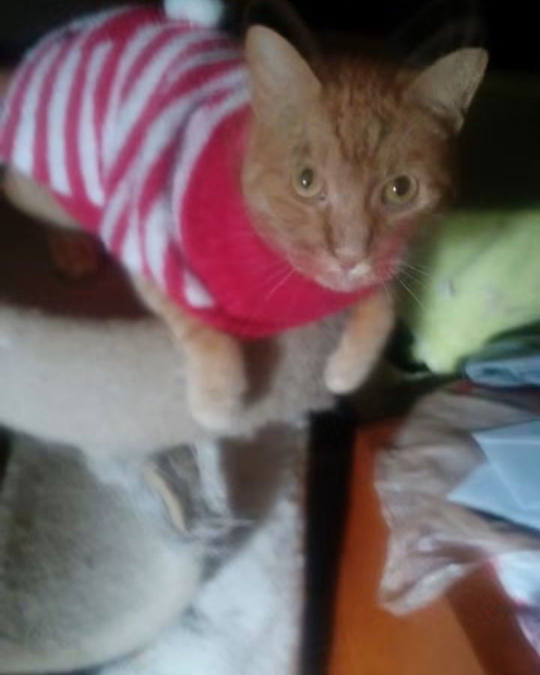 Tiger the tabby. Abyssinian, Cat, Kitten