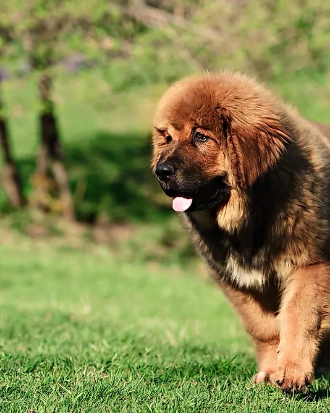 funny dogs the .. Dog, Puppy