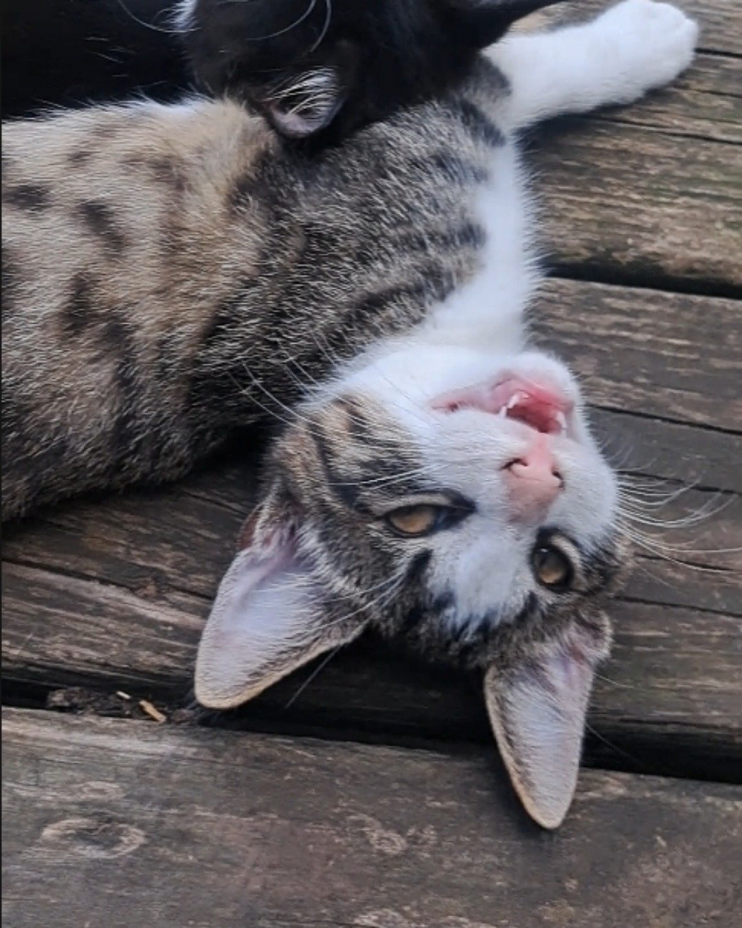 Sol. Cat, Kitten, Wood