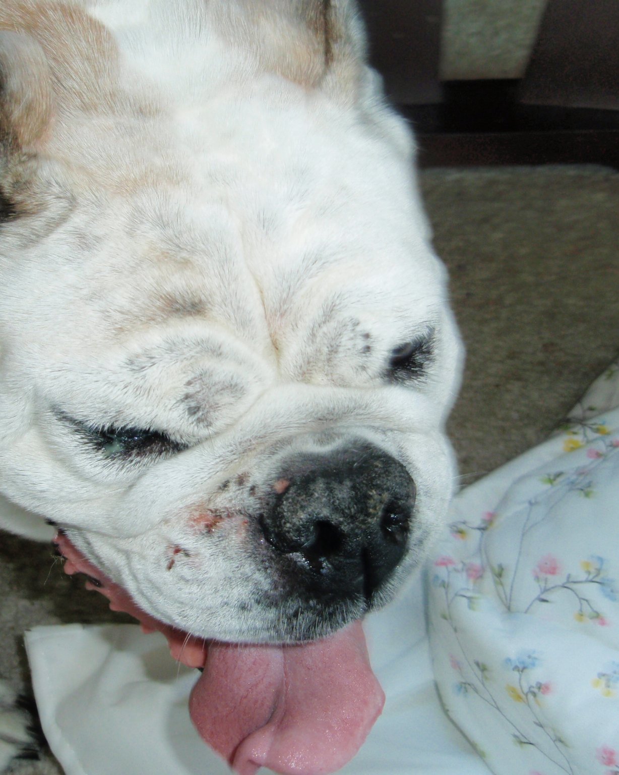 Niya the Boxer. Bulldog, Dog, French Bulldog, Boxer, Pitbull