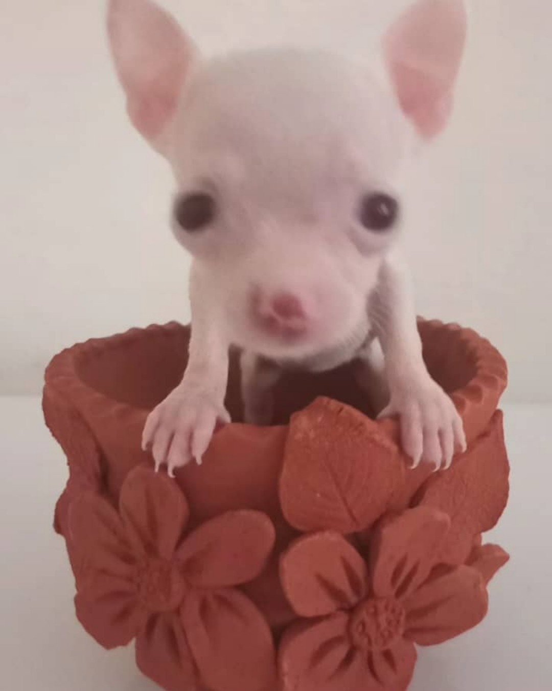 my aunts doggy the chihuahua. Pig, Bowl, Chihuahua, Dog