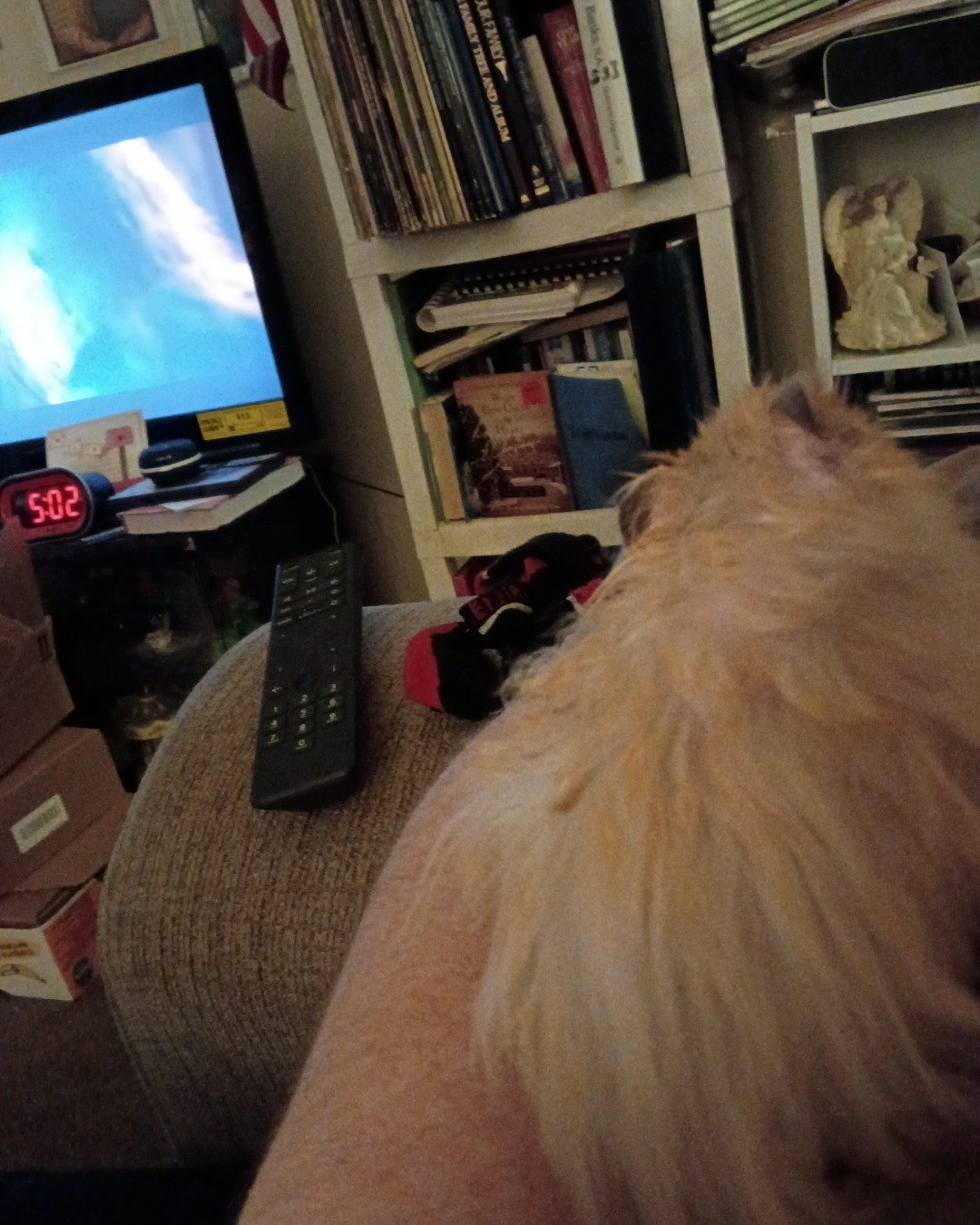 Alex the golden hamster. Electronics, Screen, Couch, Furniture, Computer Hardware, Hardware