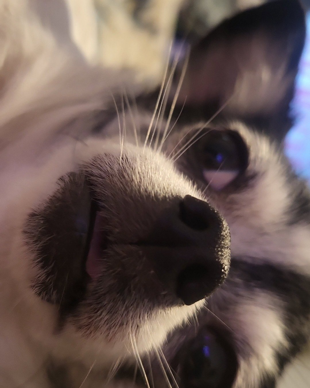 lulu the chihuahua. Dog, Puppy, Cat, Snout, Body Part, Mouth