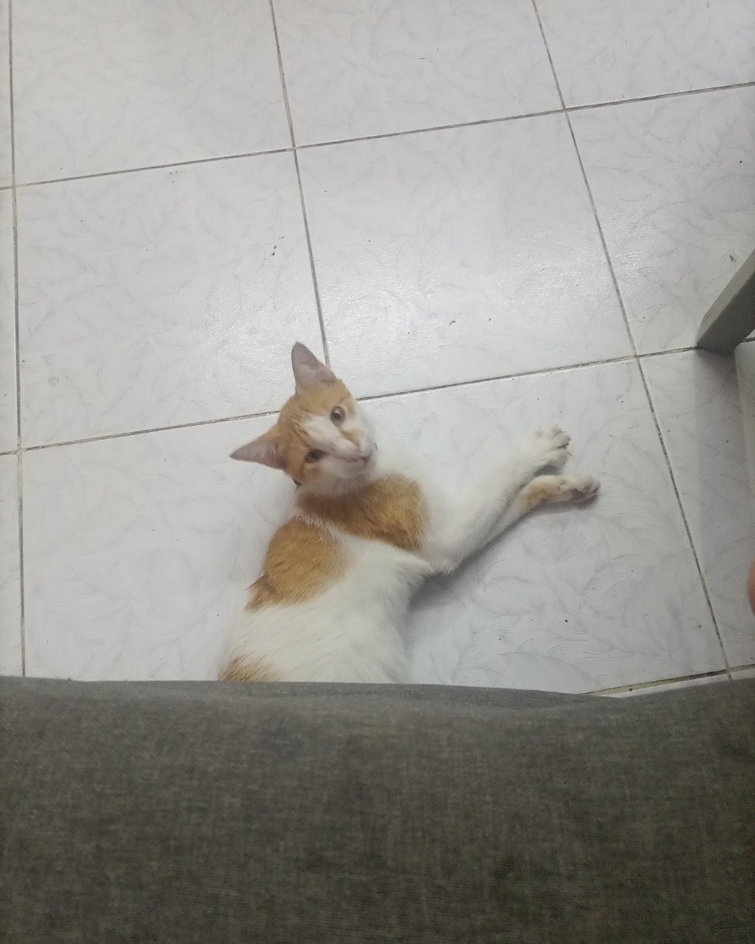 Mango. Floor, Flooring, Cat, Kitten, Indoors, Interior Design