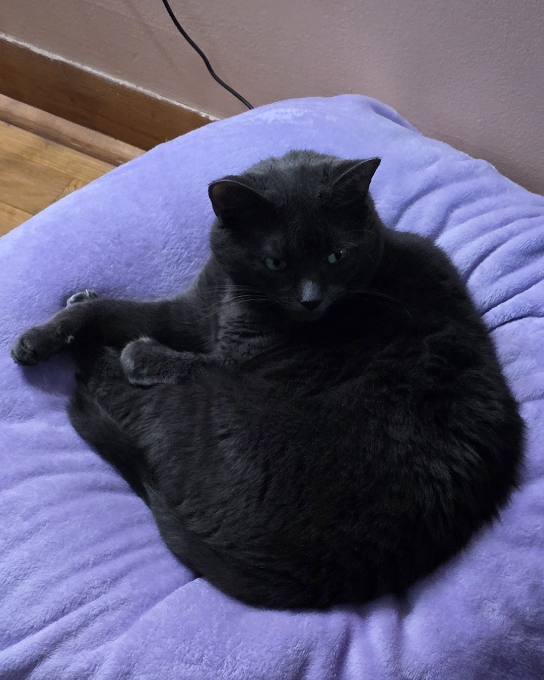 Grace the Russian Blue. Cat, Furniture