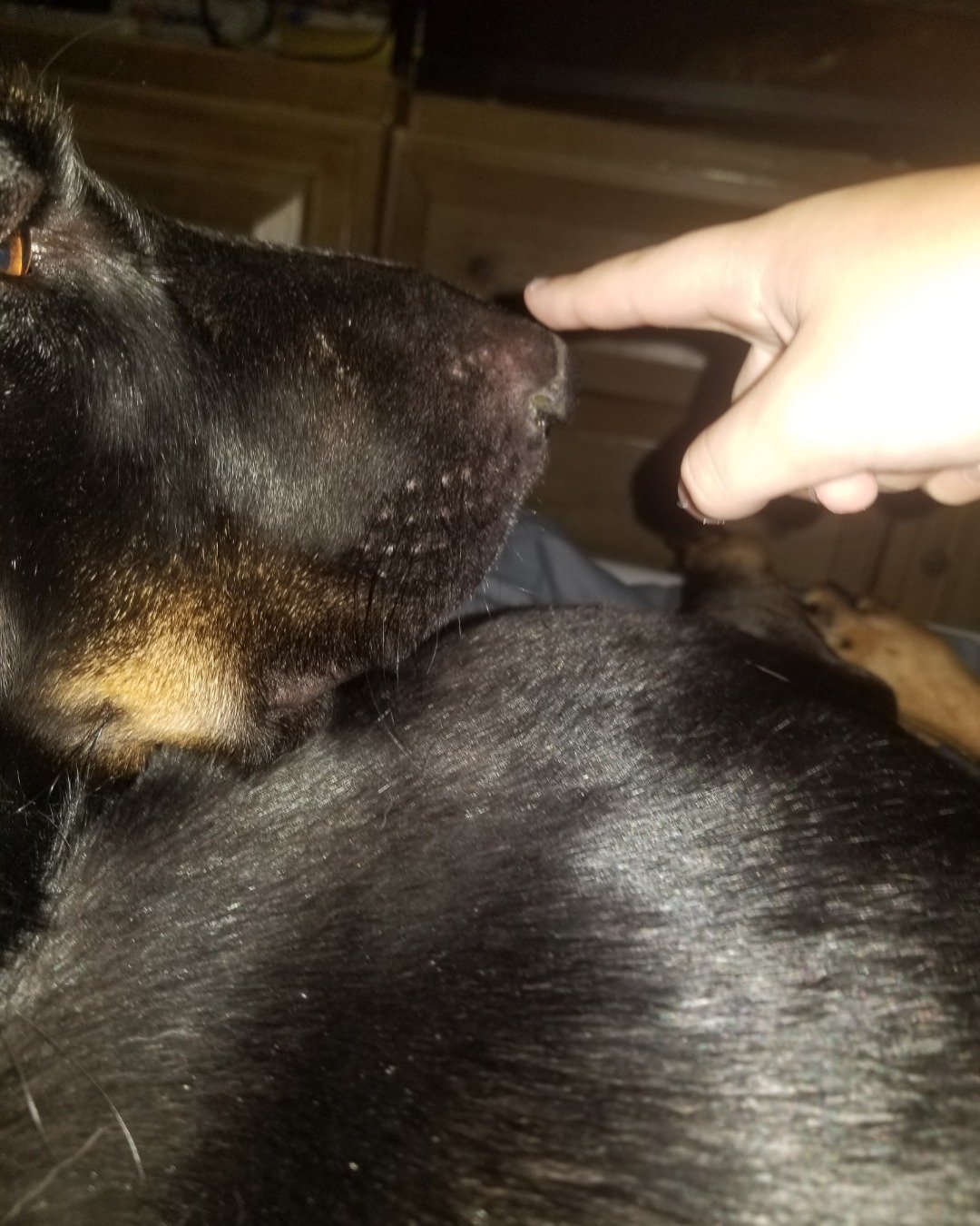 fixet the mix. Dog, Puppy, Hound, Baby, Person