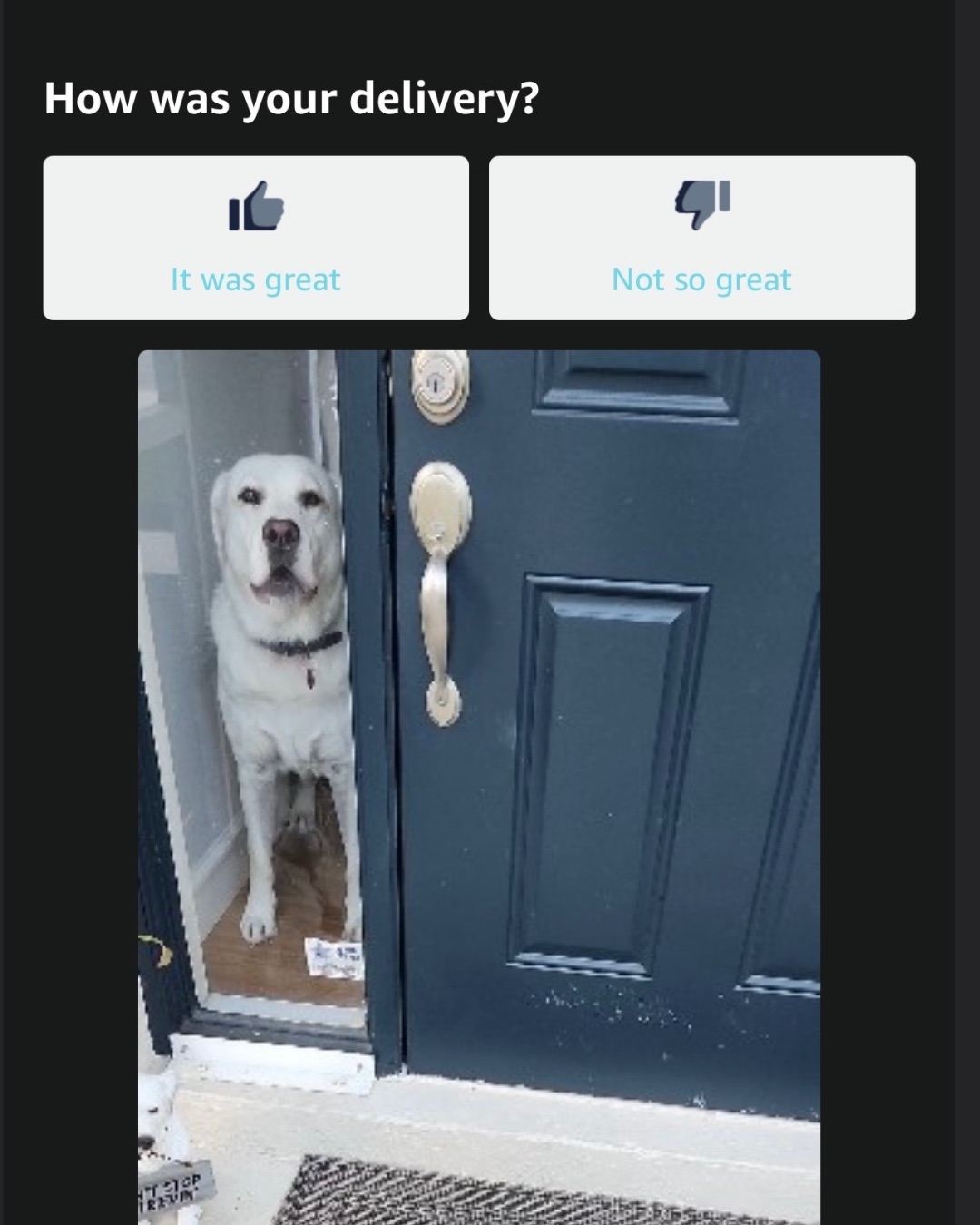 Cooper the Labrador Retriever