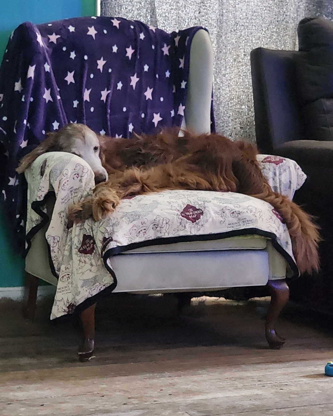 Ellie Mae the Irish Setter. Furniture, Couch, Chair, Dog