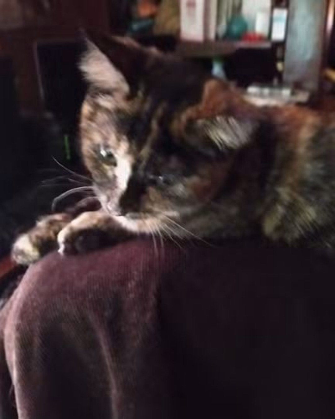 Gizmo. Cat