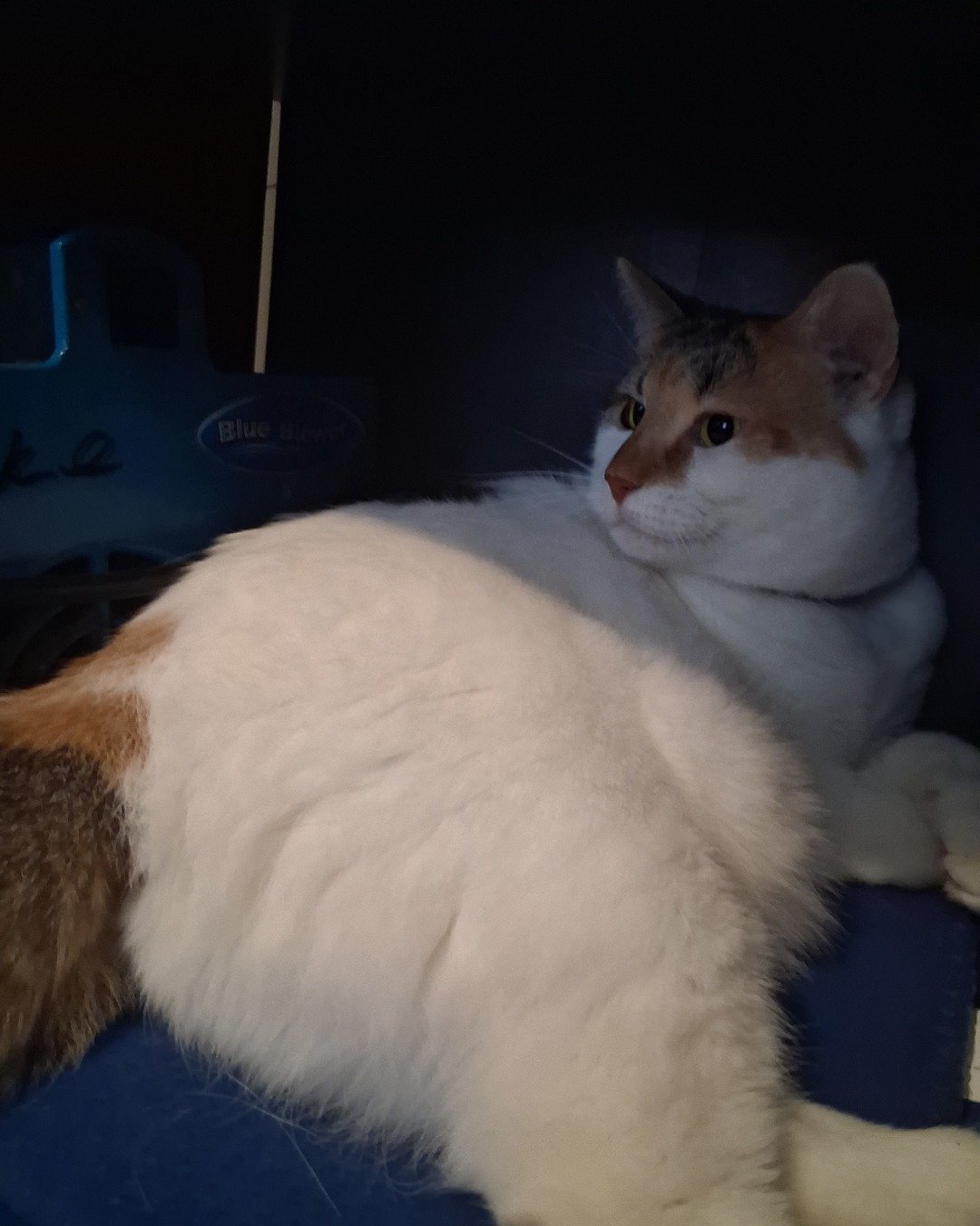Callie the Calico maincoon. Cat, Manx, Kitten, Angora