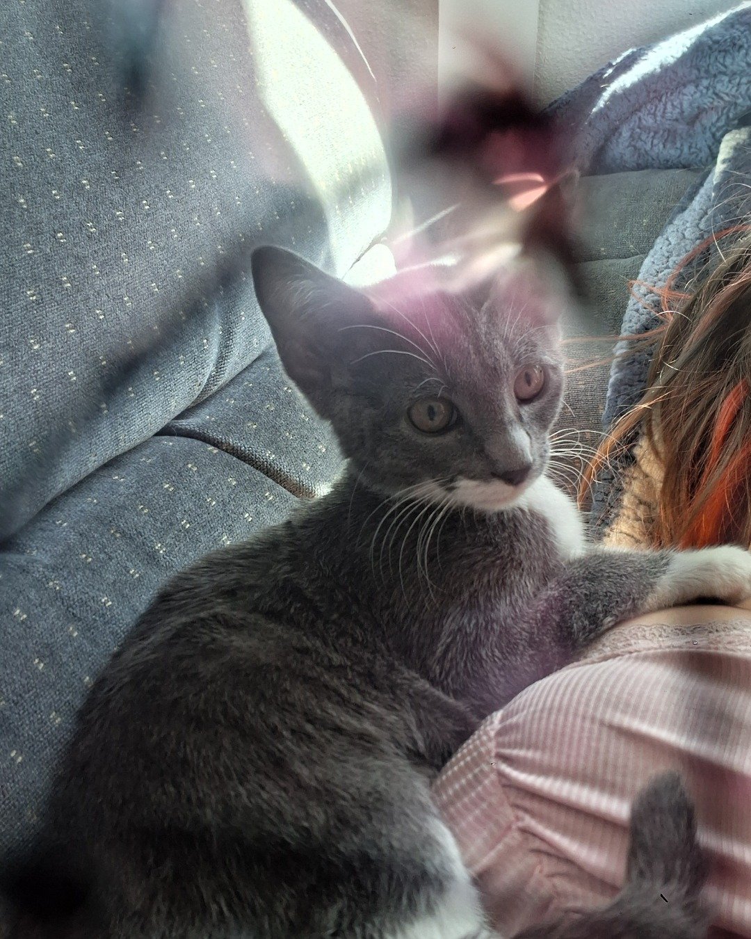 ash the grey tabby and tuxedo mix. Couch, Furniture, Cat, Kitten, Cushion, Home Decor