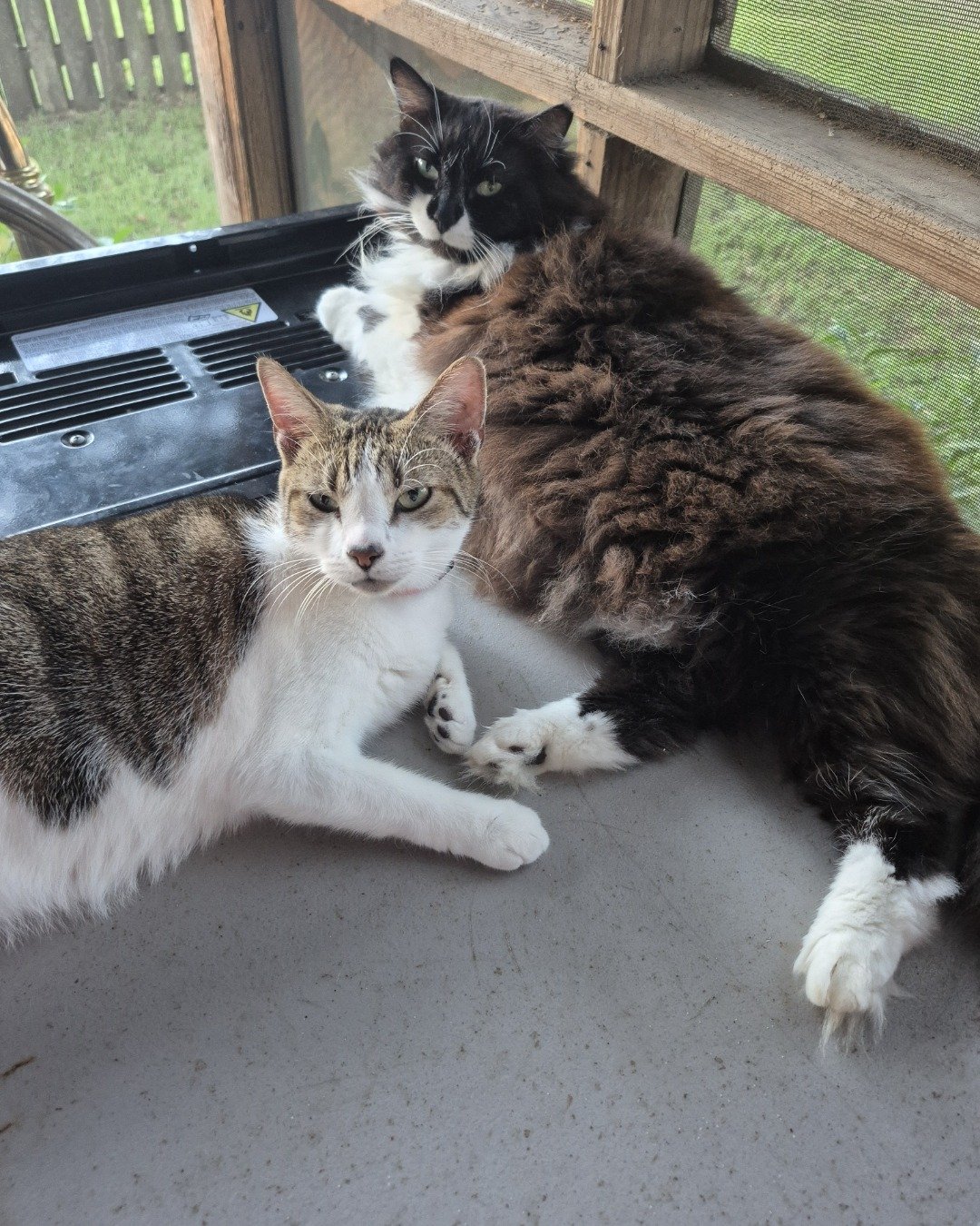 Peanut the Domestic Short Hair. Cat, Manx, Kitten, Grass, Plant, Architecture