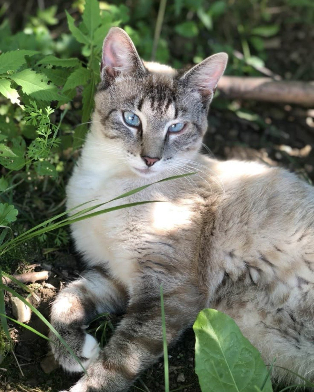 Stray cats I find. Cat, Siamese