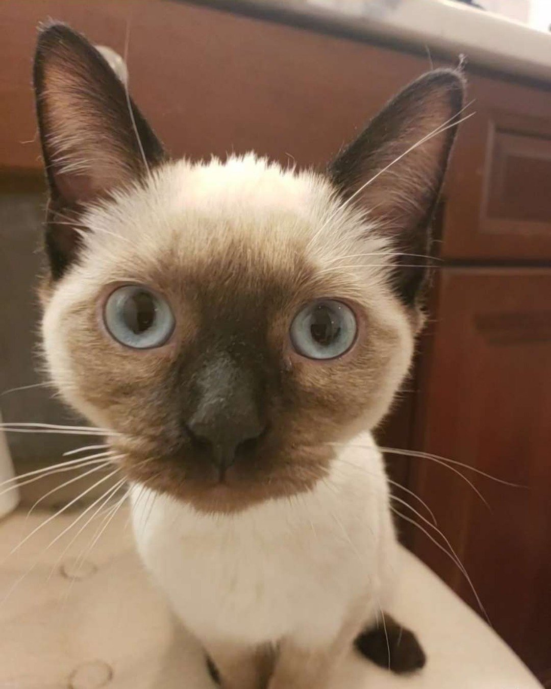 Luna🌙💫 (twin of Stella) the Siamese. Cat, Siamese