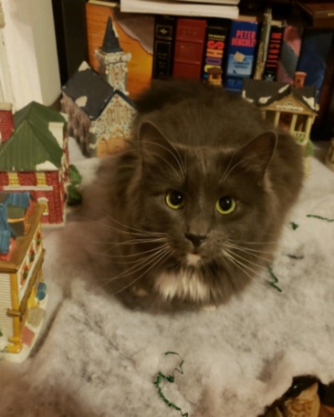 Quinn the Domestic Longhair. Cat, Kitten