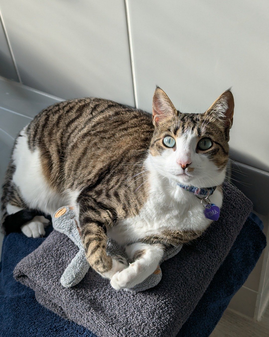 Kima the Piebald Shorthair. Cat