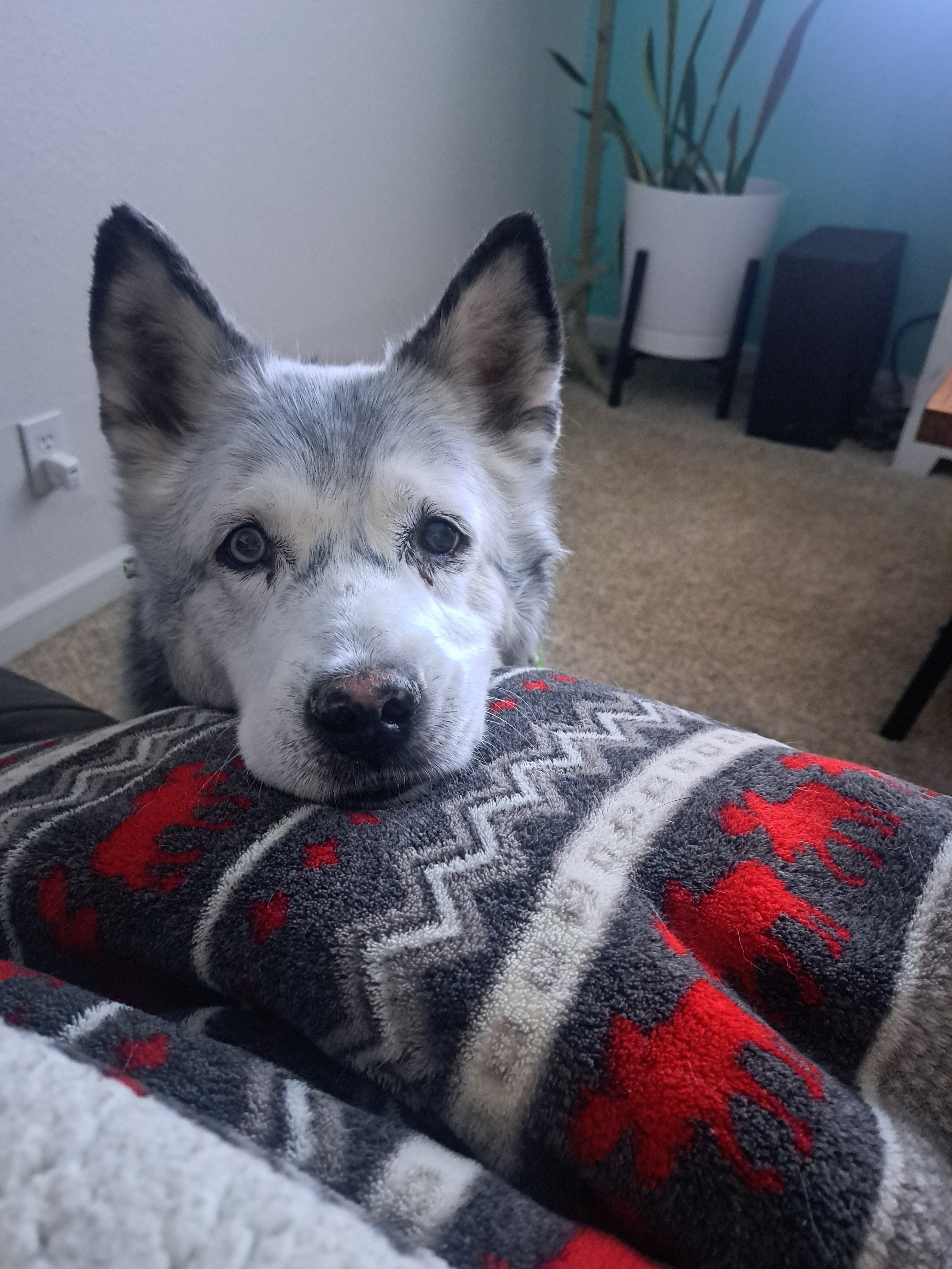 Loki the Siberian Husky