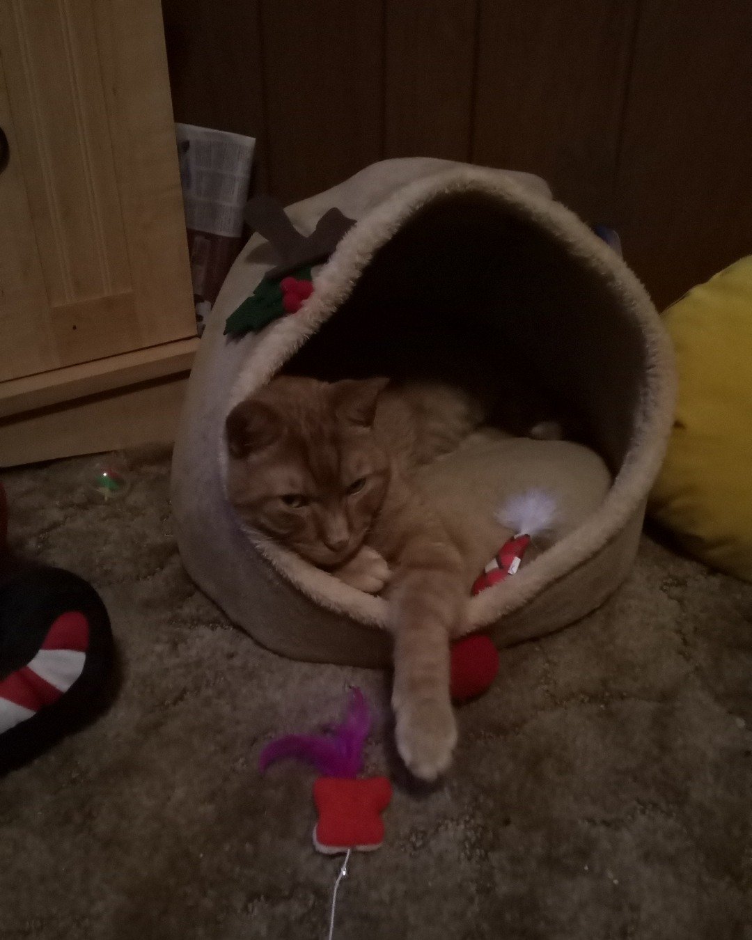 Tiger the tabby. Cat, Kitten