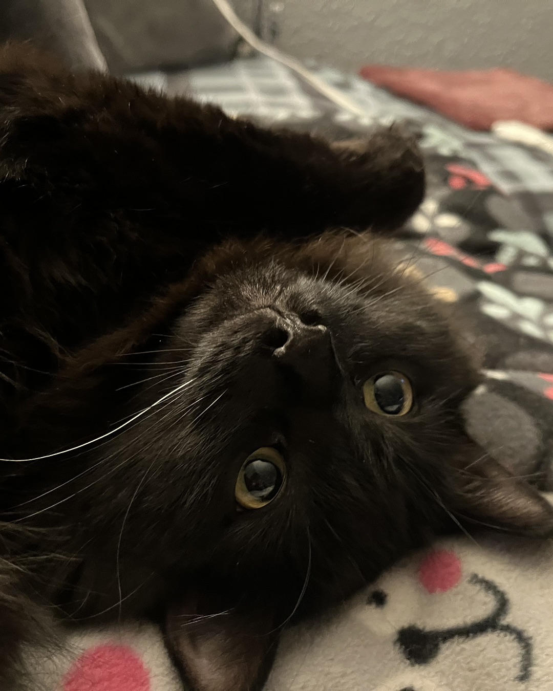 Ollie the Norwegian Forest Cat — Cat, Kitten