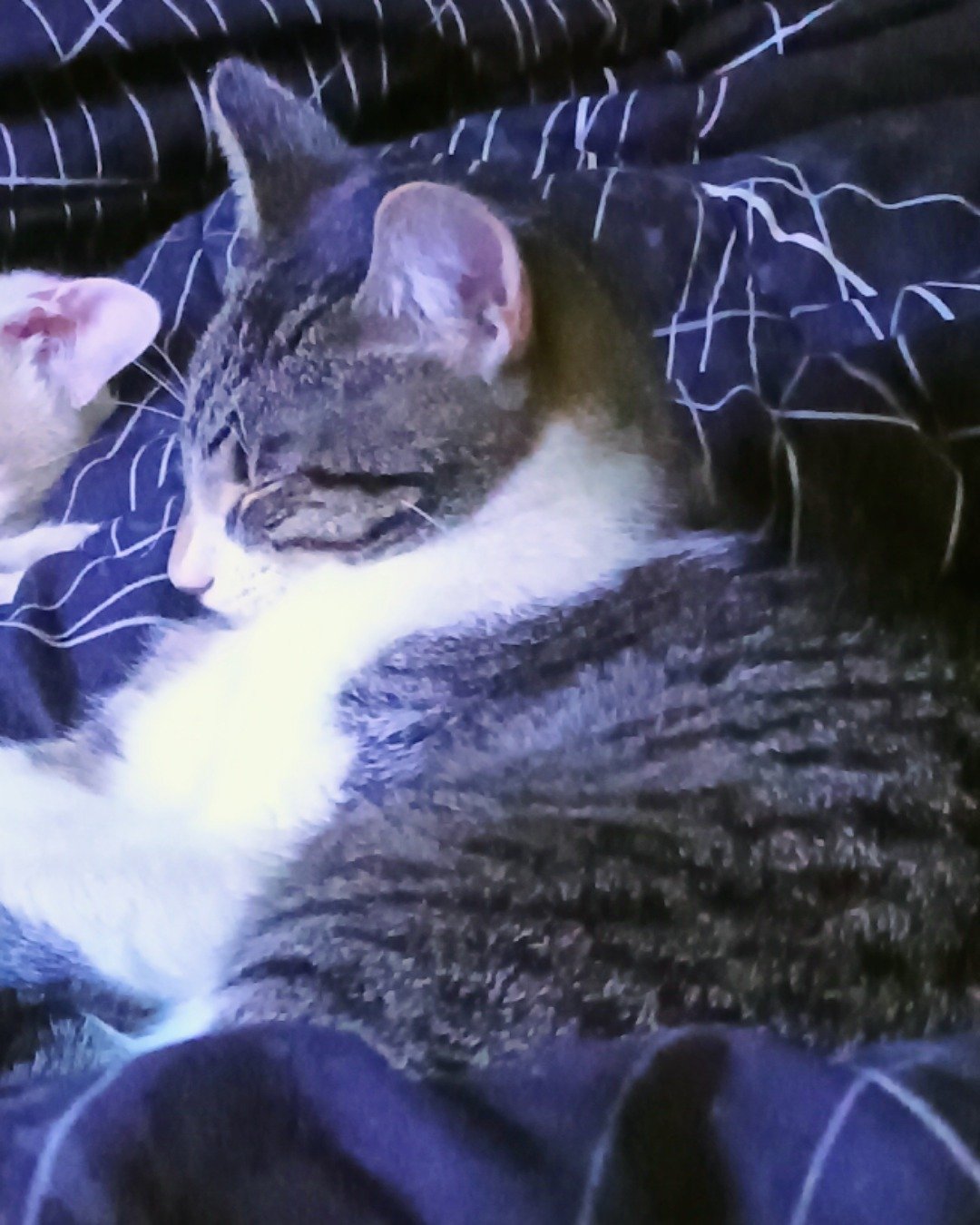 Athena the ???. Cat, Blanket, Kitten