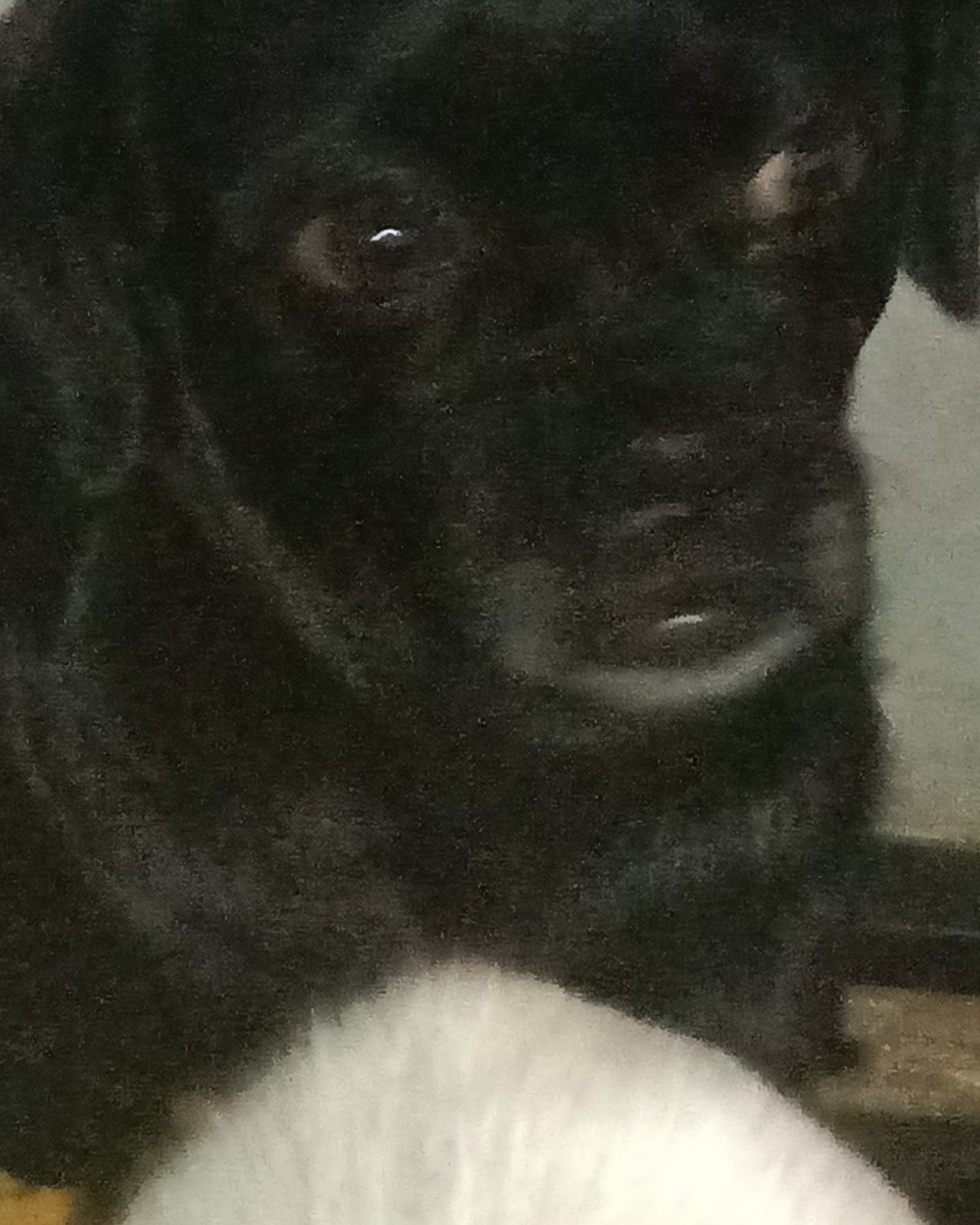 Amita the pugzu. Dog, Puppy, Person