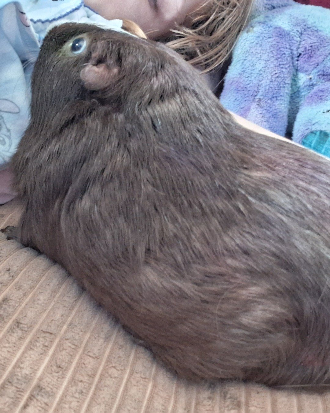 𝑏𝑟𝑜𝑤𝑛𝑖𝑒. Bear, Rodent