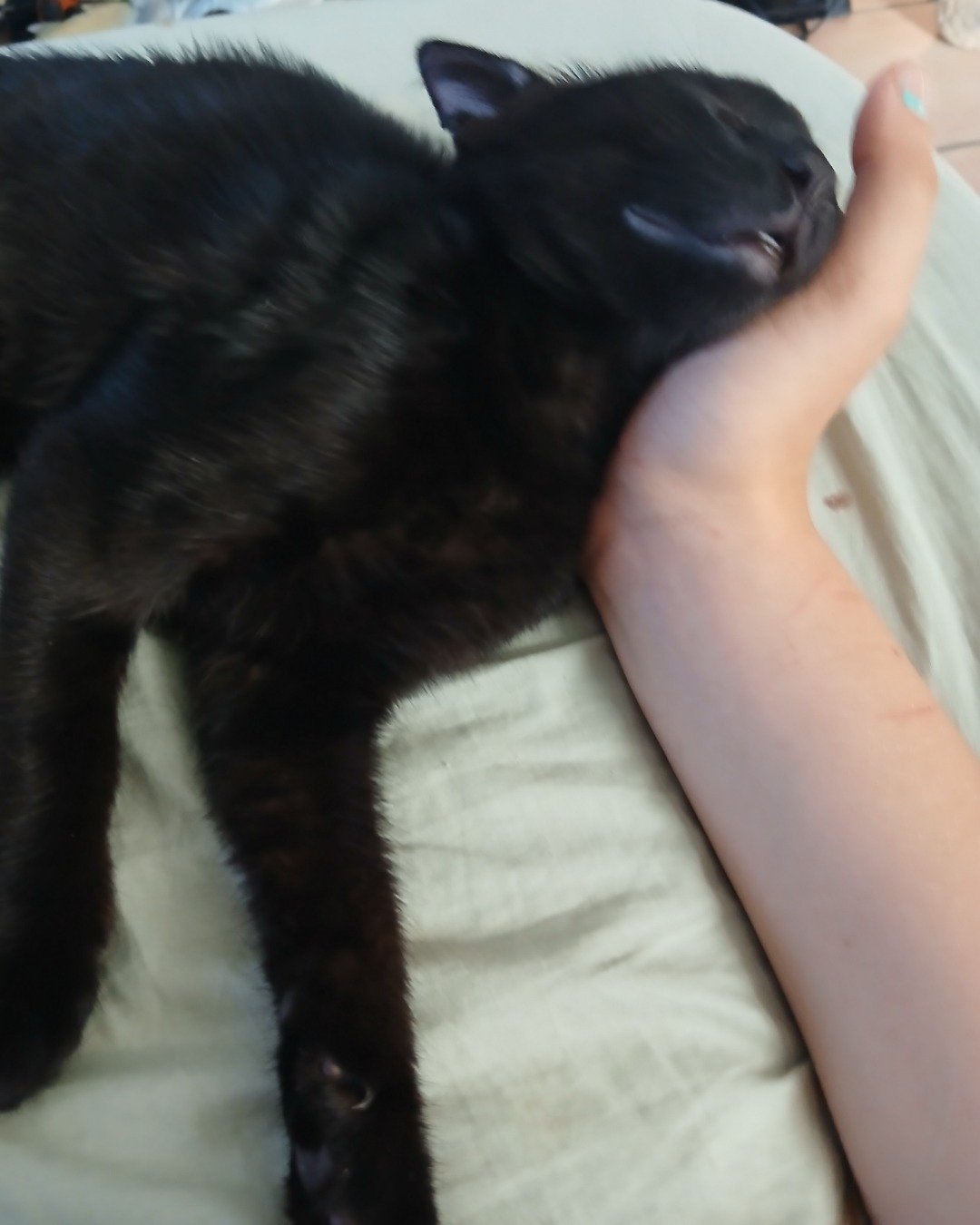 Enderchest the Shorthair Burmese cross. Cat, Kitten