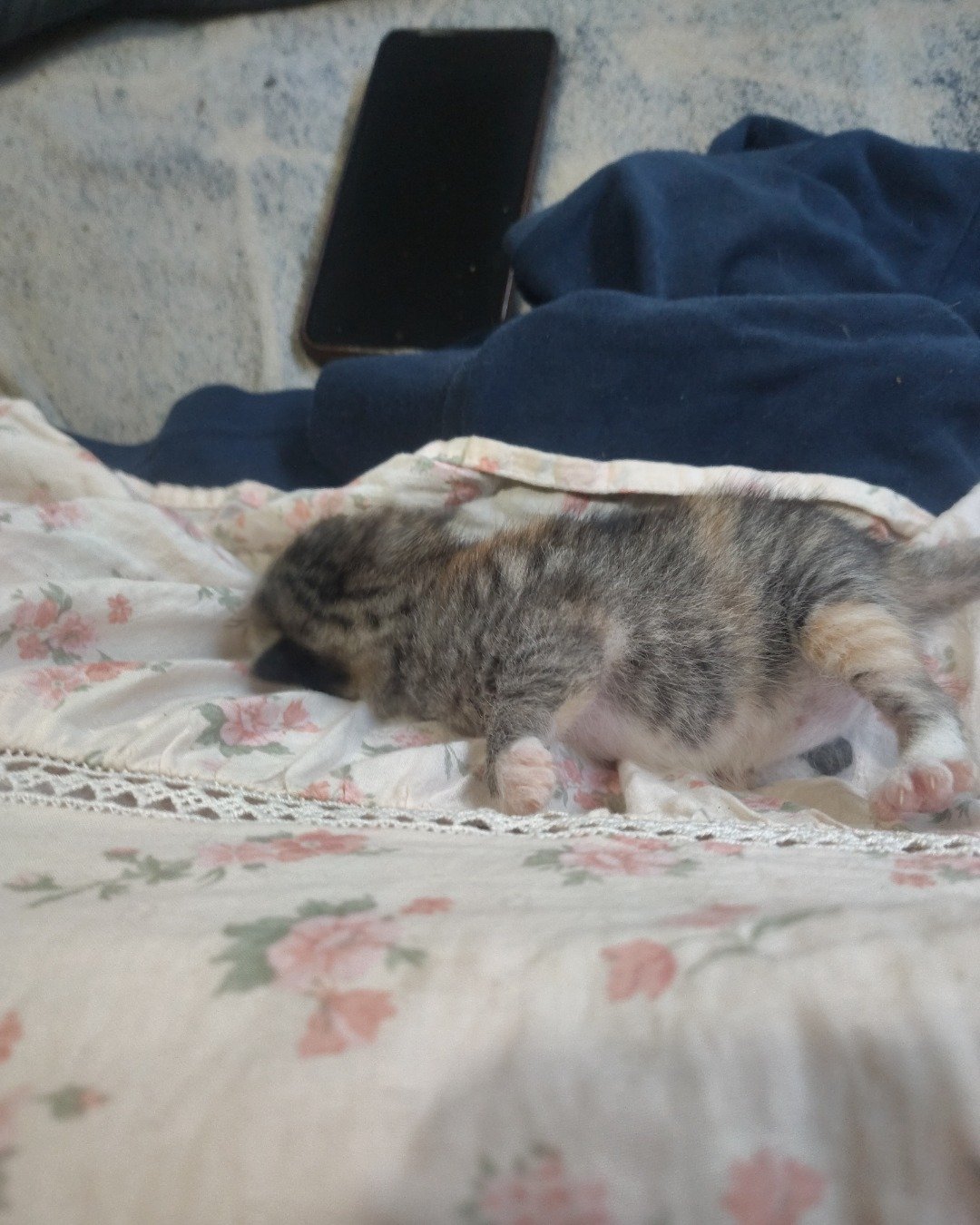 China the tabby. Cat, Kitten, Person, Sleeping, Cushion, Home Decor
