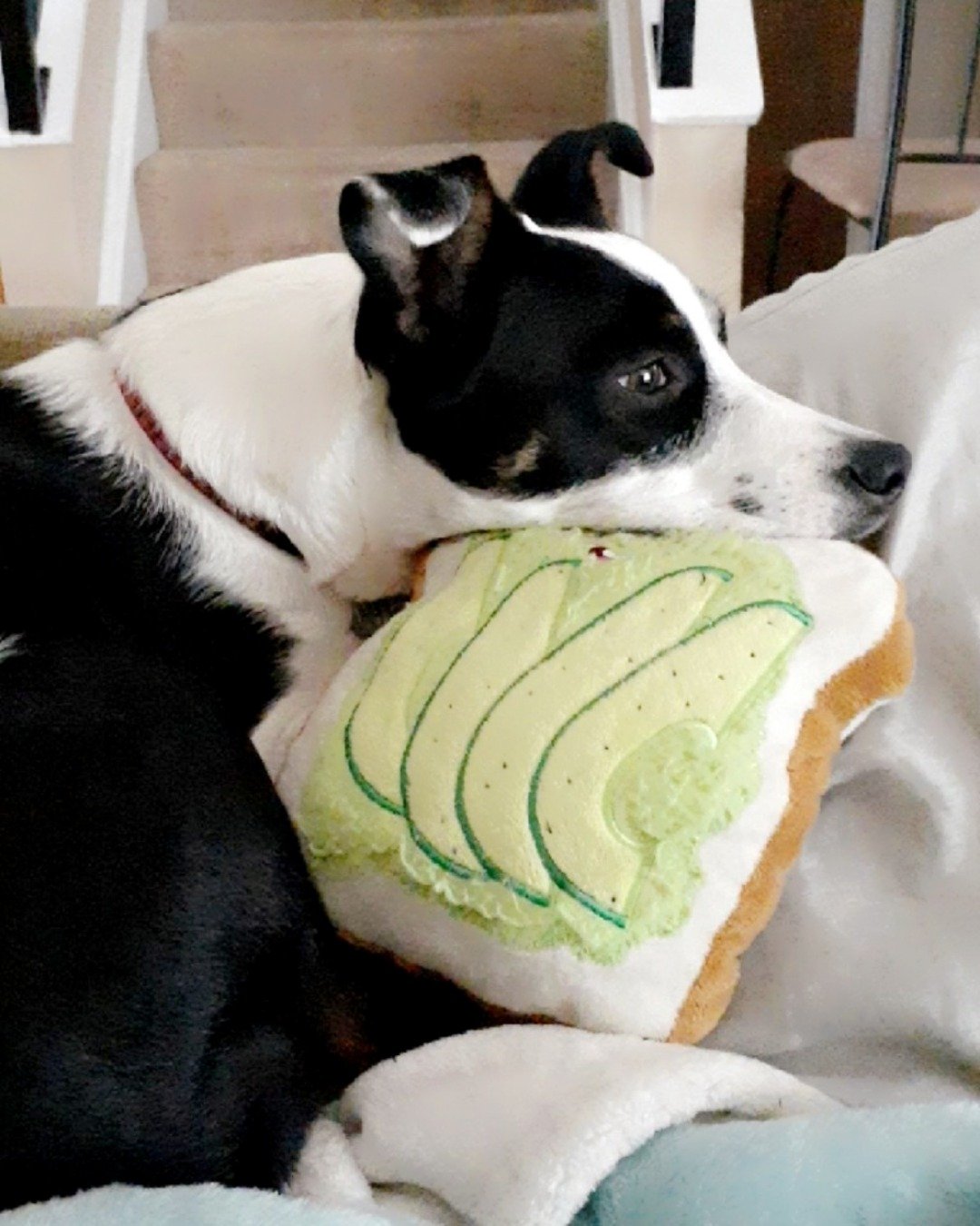 Midi the Aussie/ Blue Heeler. Cream, Dessert, Food, Icing, Dog, Ball