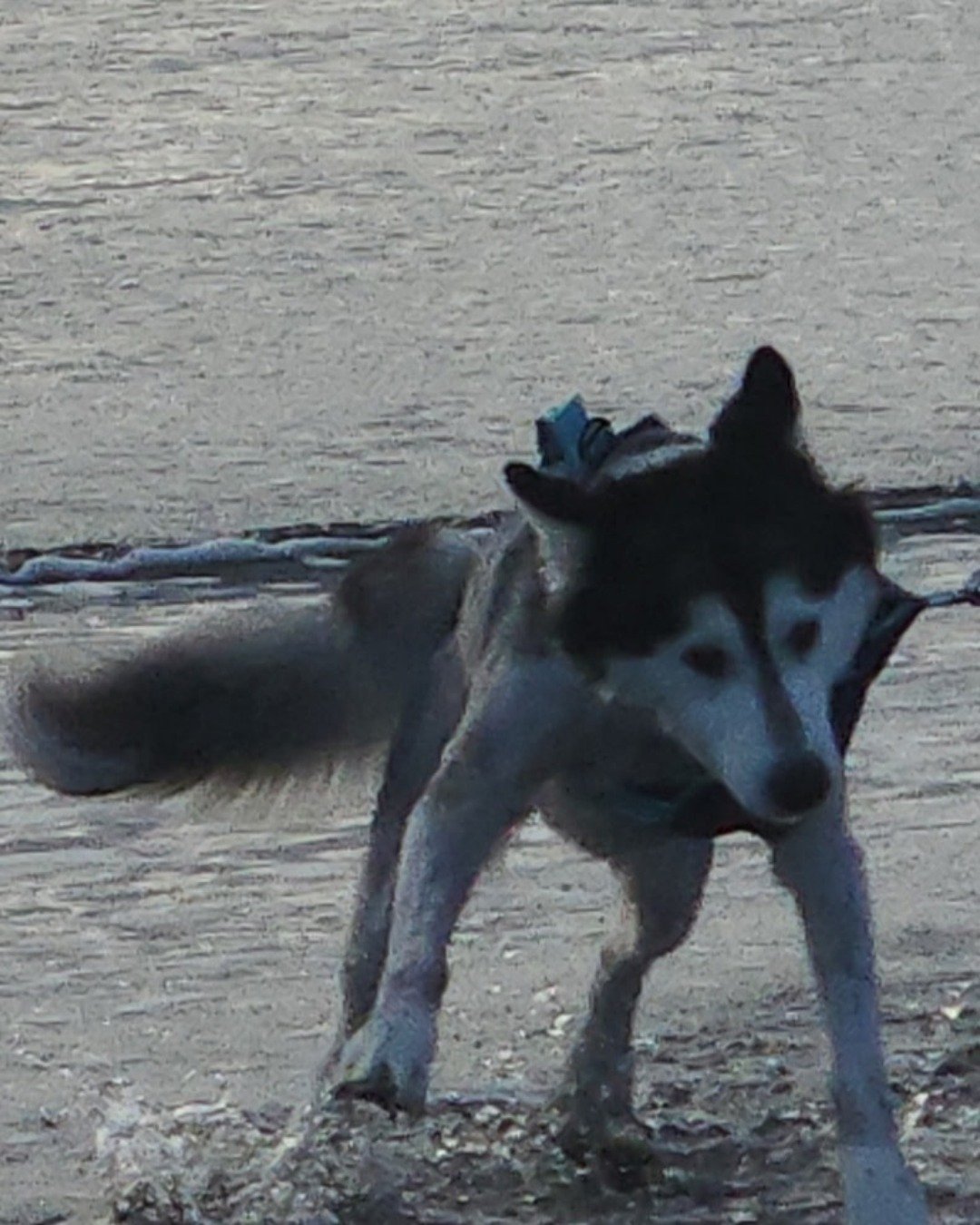 Tasha the Husky/wolf. Dog, Husky