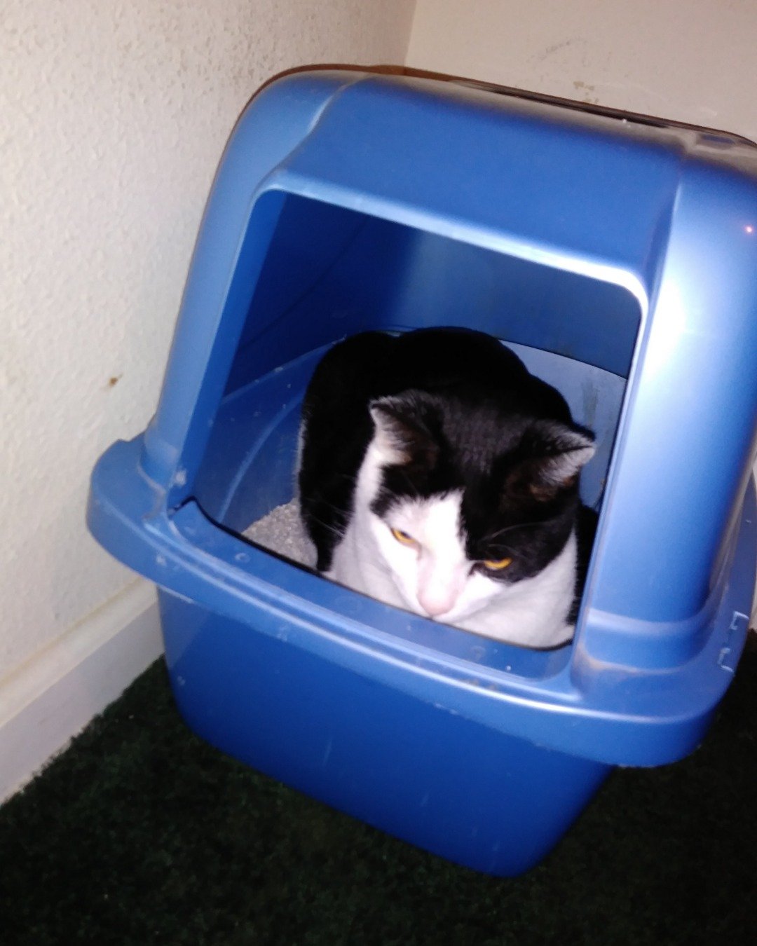 Zeke the Tuxedo. Cat, Tin