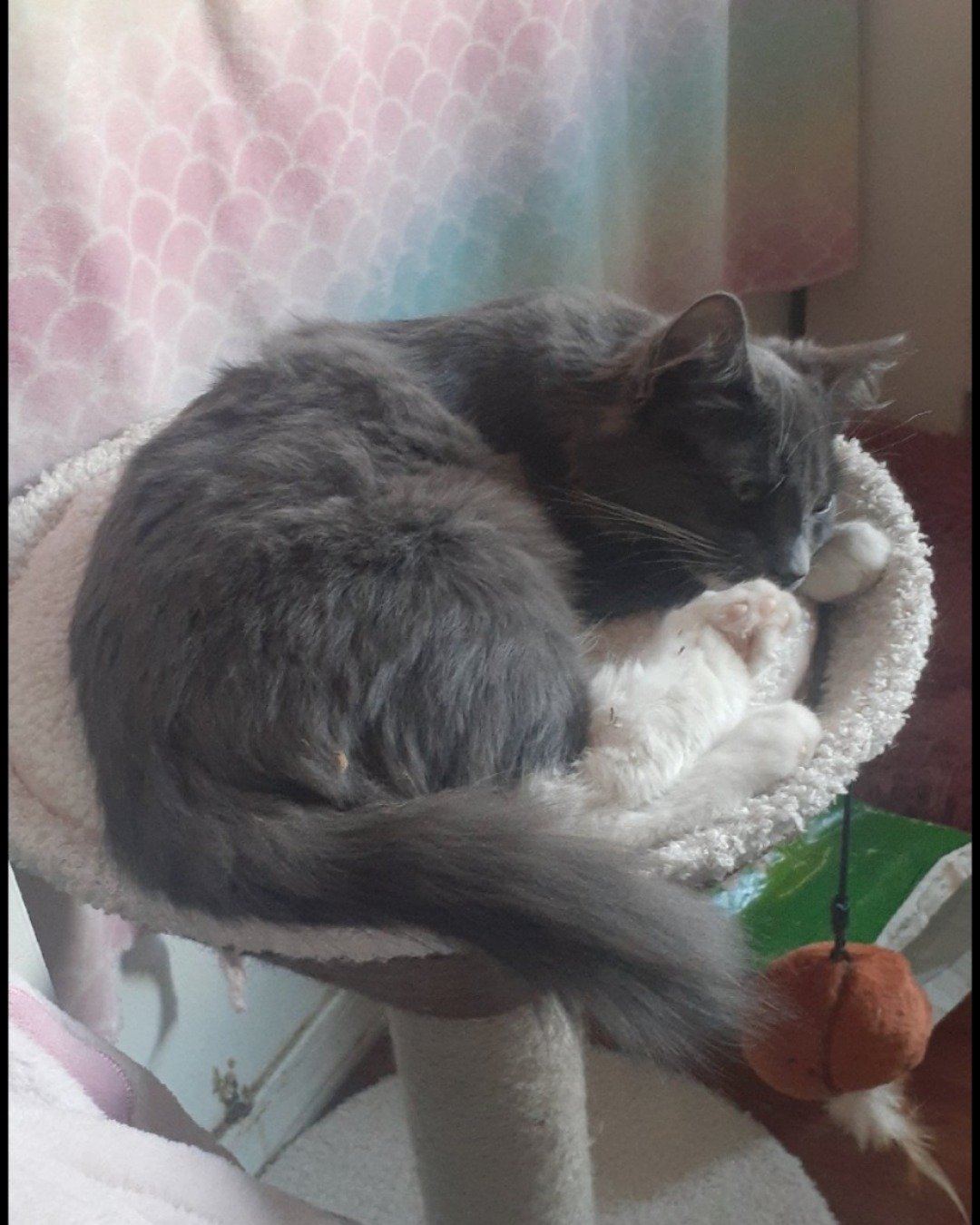 Gary the Munckin cat. Cat, Kitten, Person, Sleeping
