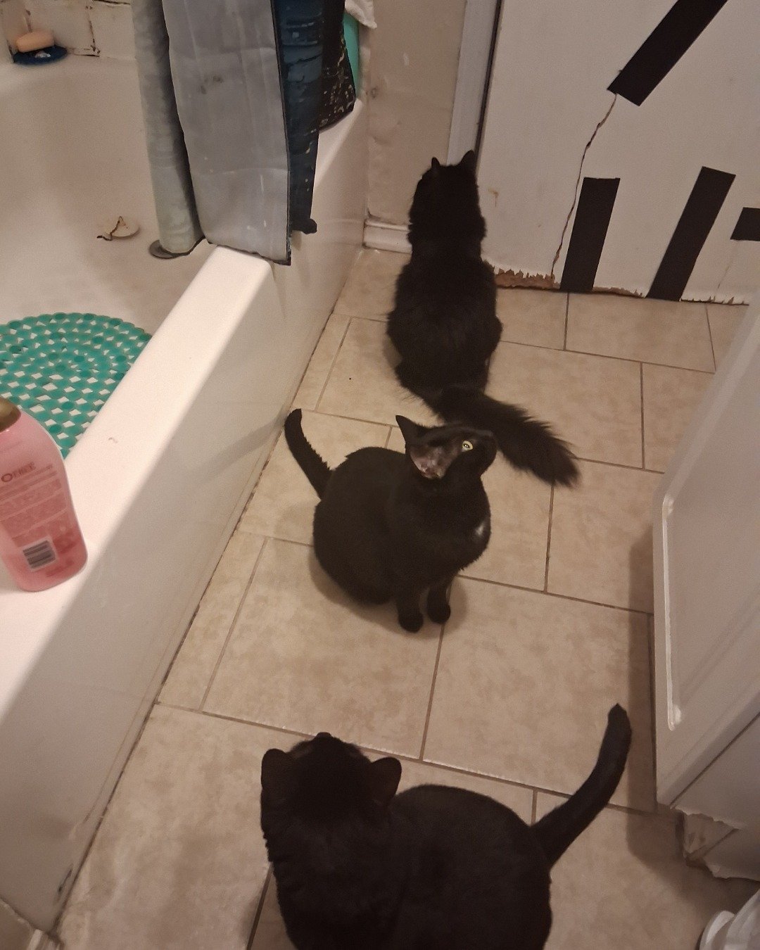 my girls: Phoebe, Luna and Pico de gallo the black tabby cats. Floor, Bathing, Flooring, Bathtub, Person, Tub