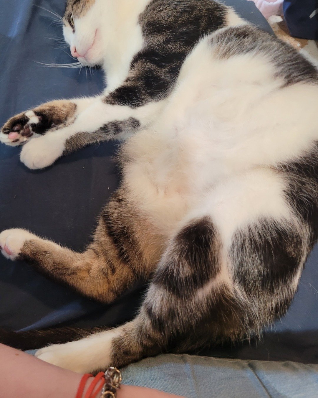Tomas. Cat, Manx, Person, Sleeping, Kitten