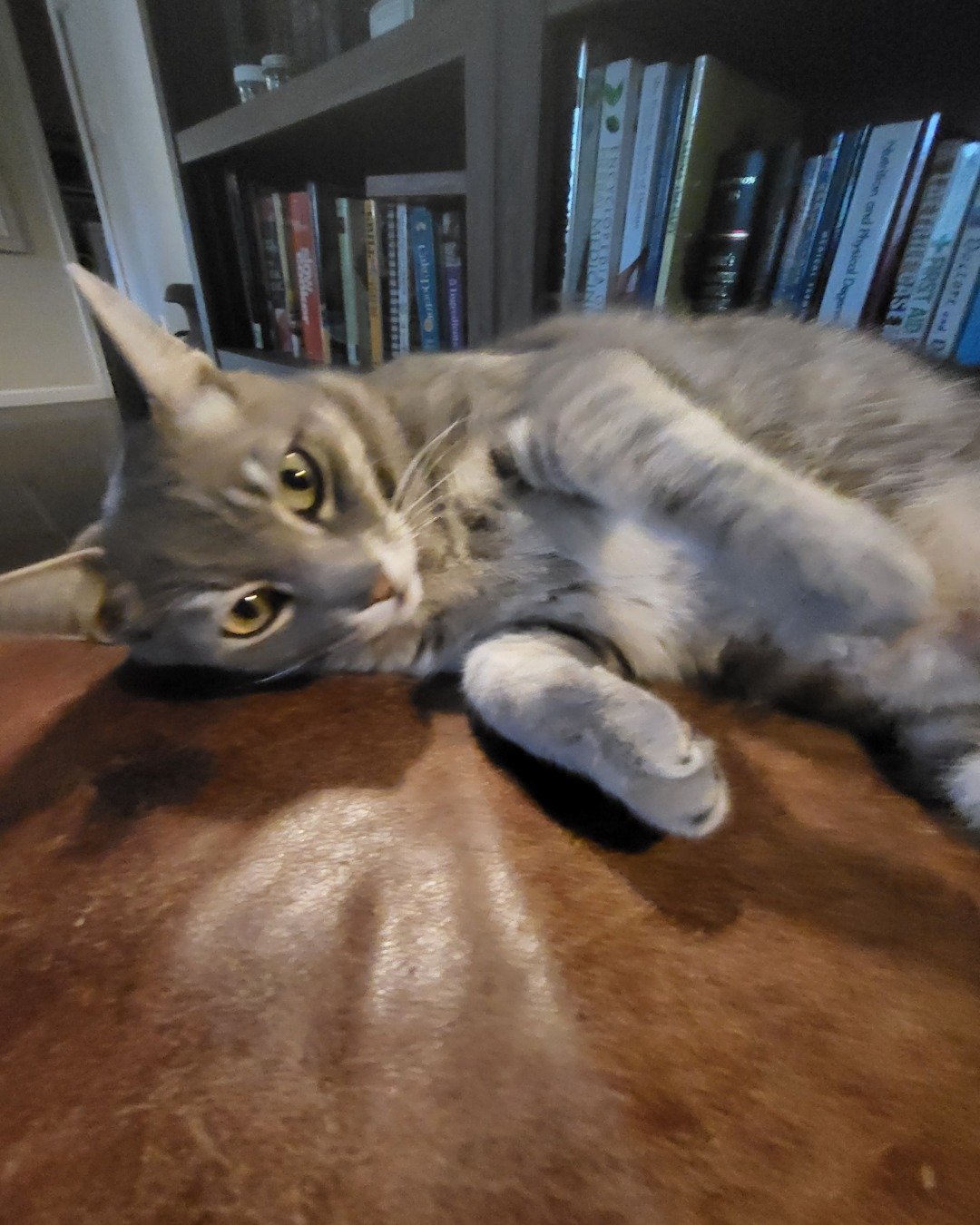 Jack the Tabby. Book, Publication, Furniture, Indoors, Library, Cat