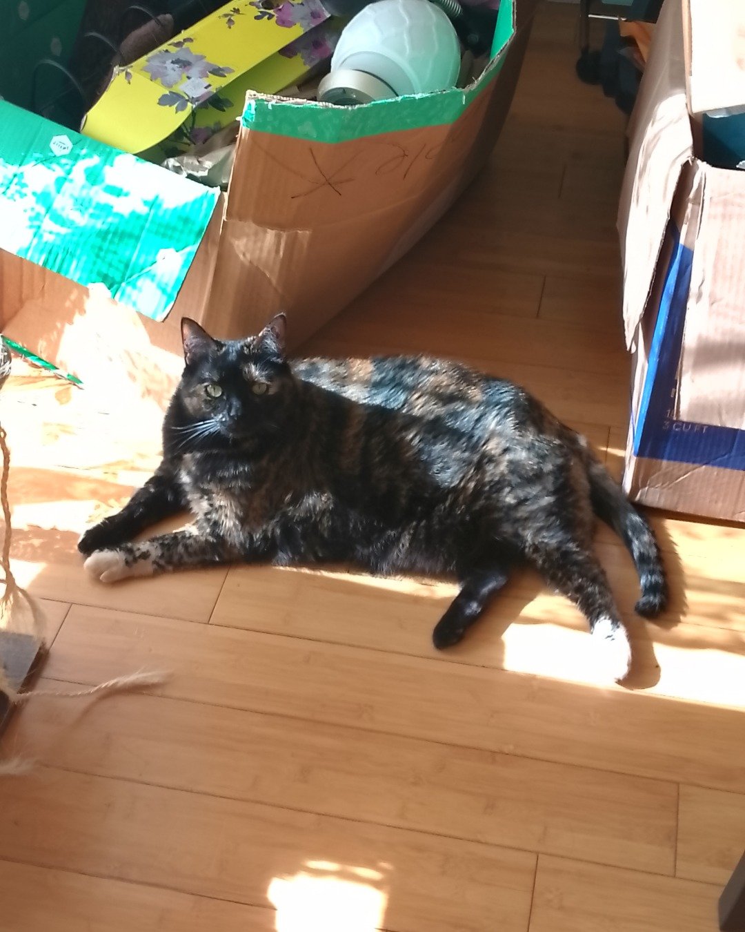 Candy (a.k.a. Angie) the American Shorthair. Wood, Hardwood, Plywood, Cat, Manx, Floor