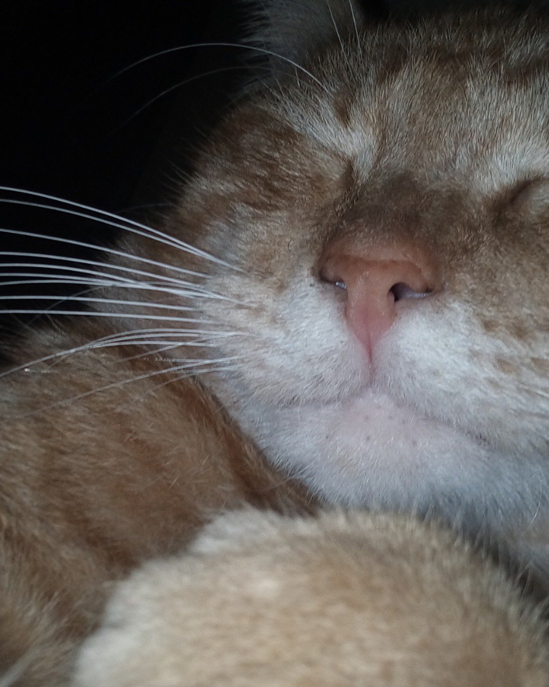 Pumpkin. Cat