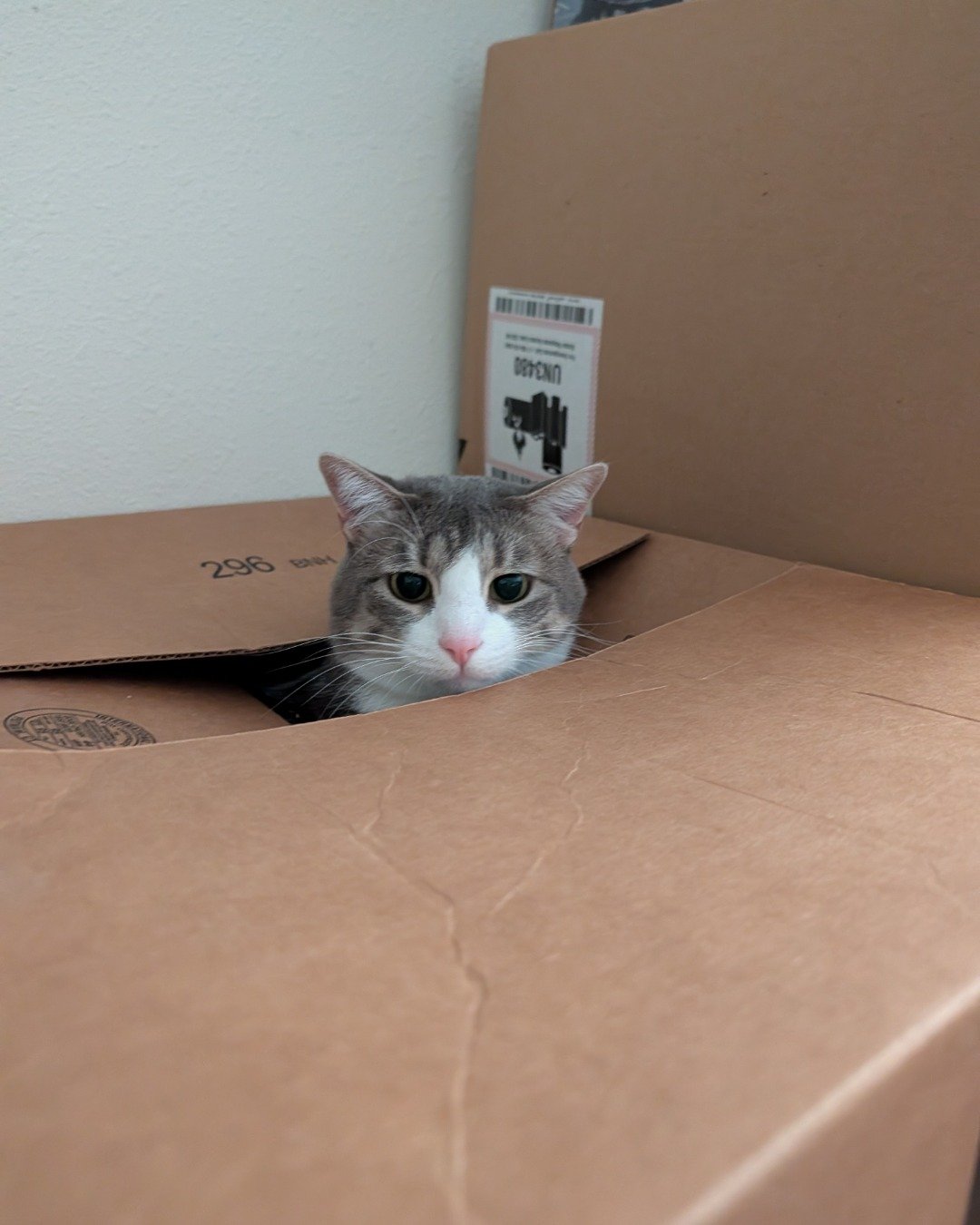 Loki. Box, Cat, Kitten, Cardboard, Carton
