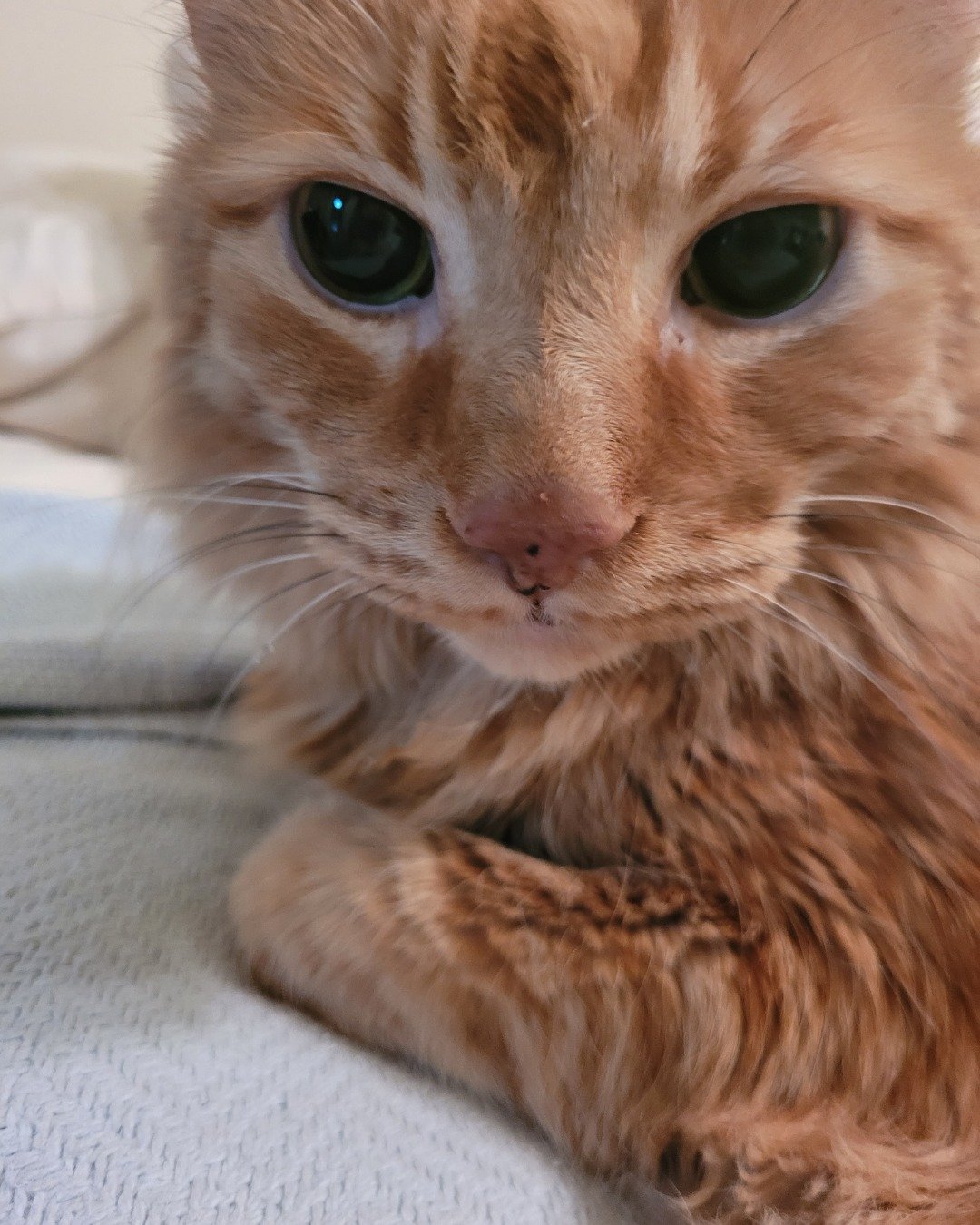 Baylor Abbott the Main Coon. Cat, Kitten, Manx