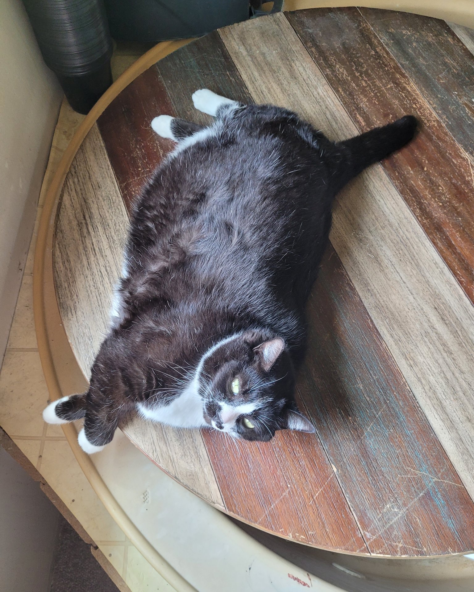 tilly the tuxedo. Wood, Hardwood, Furniture, Table, Plywood, Coffee Table