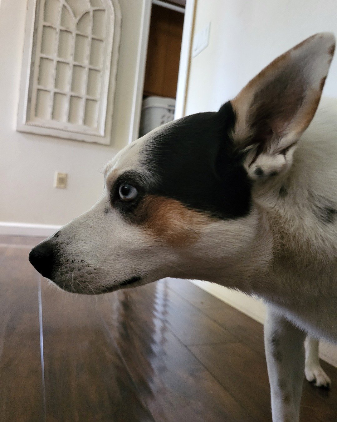 Billy the 1/4 Chihuahua 3/4 Queensland healer. Floor, Wood, Flooring, Dog, Husky, Hardwood