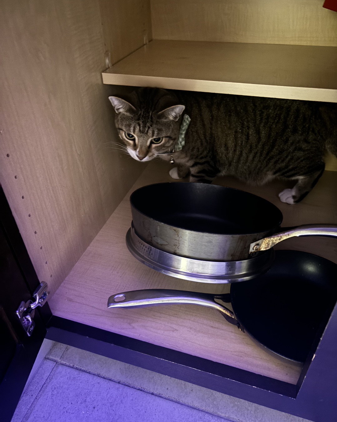 Jasper. Cooking Pan, Cookware, Cat, Pot