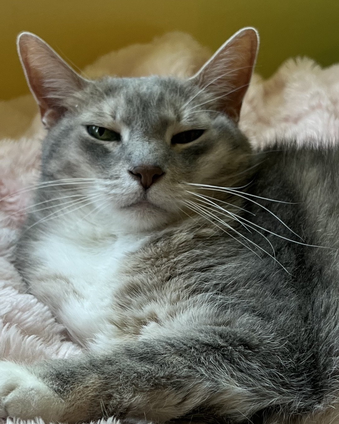 Big Tuna the Fatty. Abyssinian, Cat