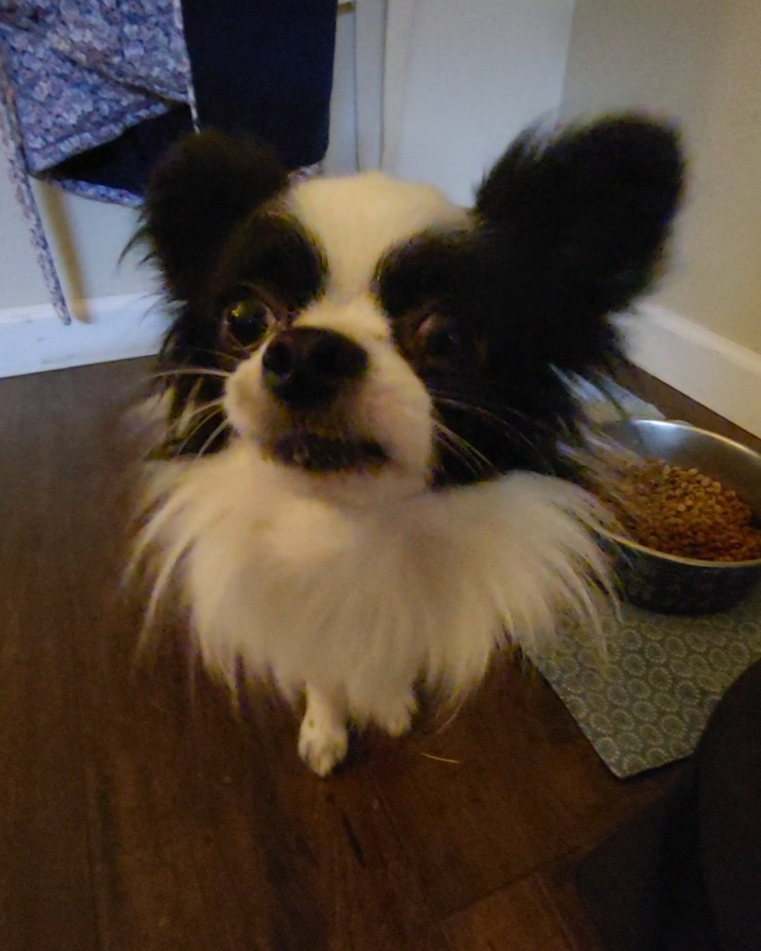 Danny the Long haired Chihuahua. Cocker Spaniel, Dog, Papillon
