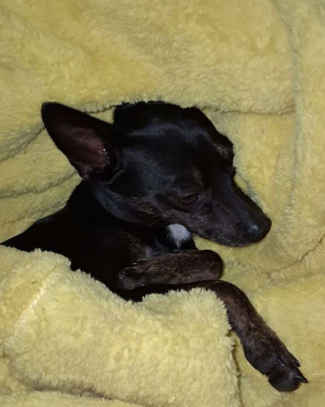 Lumos. Blanket, Dog, Chihuahua, Bear