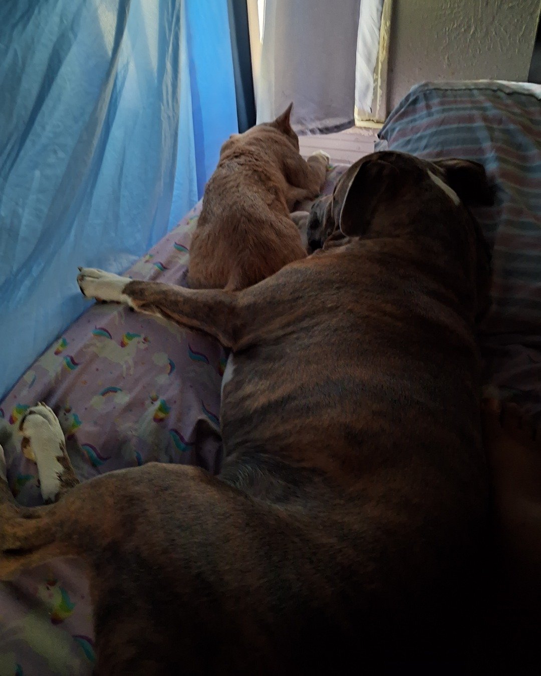 Scrappy the I don't know yall. Couch, Furniture, Dog, Cat, Bed, Clothing