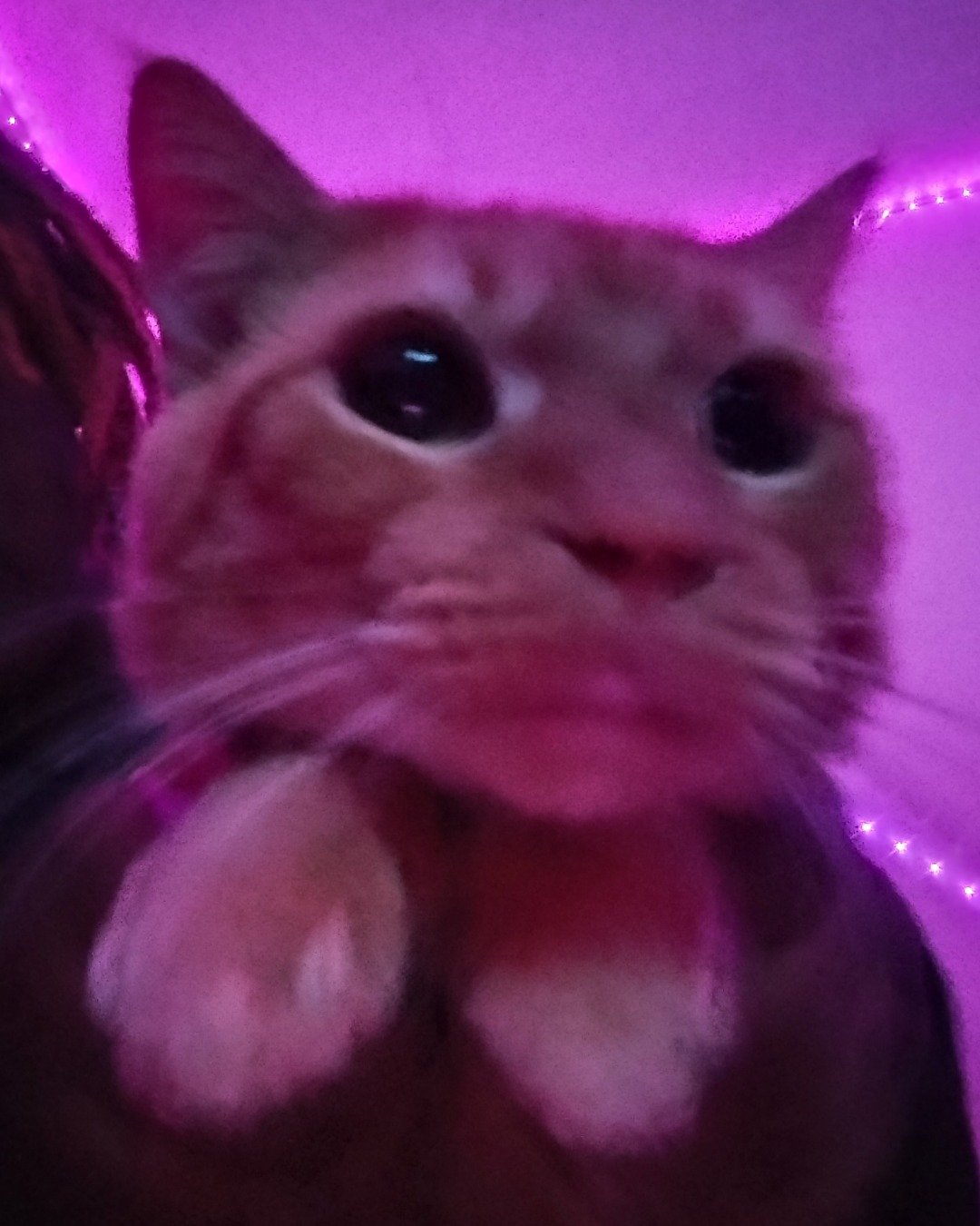 Butter the Orange. Purple, Lighting, Cat, Kitten