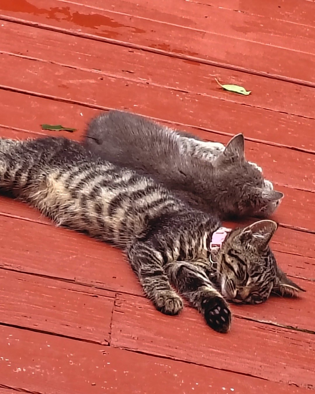 The brothers {Zeus peanut Oreo and sometimes there sister an the domestic short-haired. Wood, Hardwood, Cat, Kitten, Manx, Person