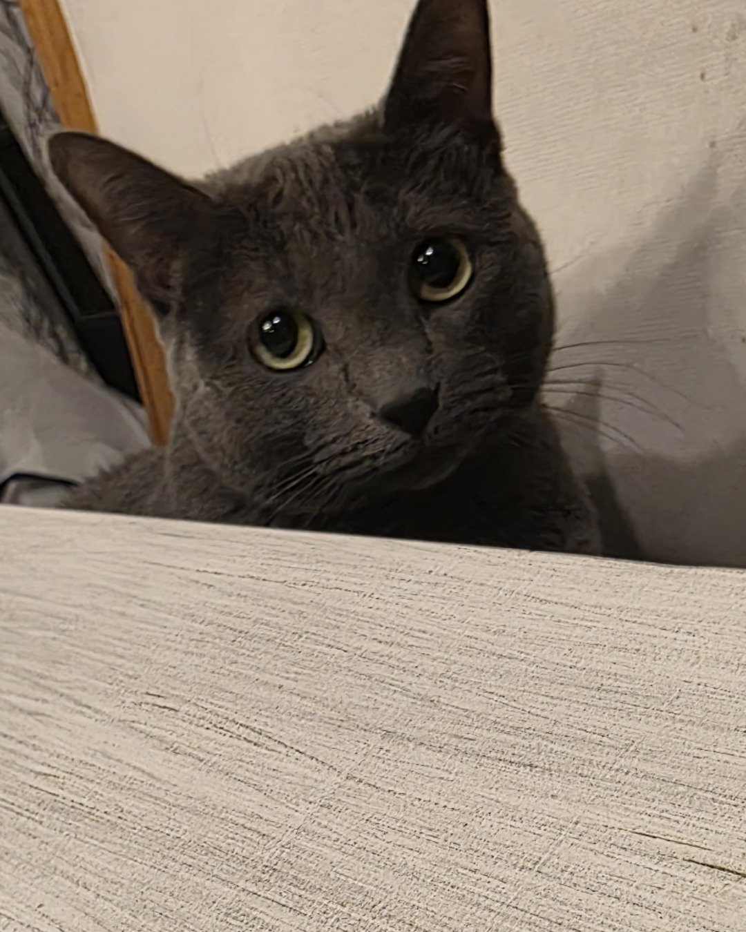 Cotton the Korat. Cat