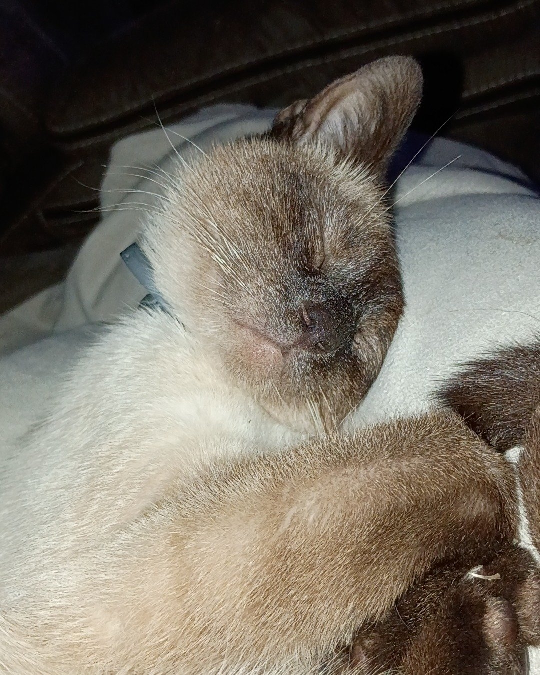 Ace the Siamese. Cat, Siamese, Rat, Rodent